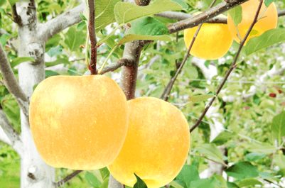 annotation_service_18